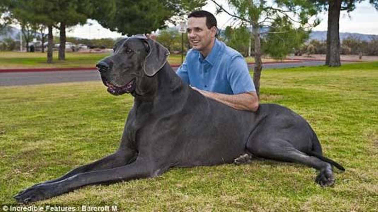 D Couvrez Le Chien Le Plus Grand Du Monde Rtbf Actus