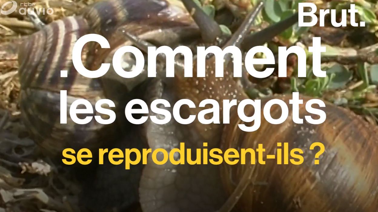 Comment Se Reproduisent Les Escargots Rtbf Actus