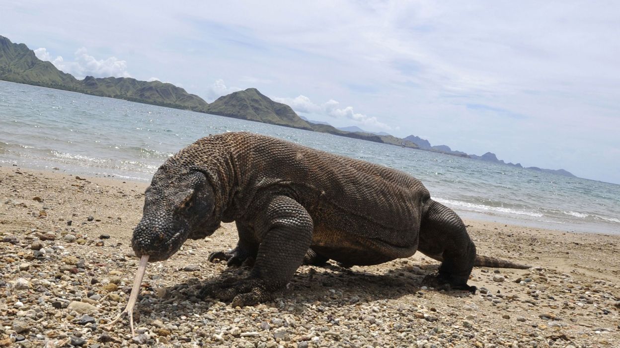 Trois mètres de long pour 100 kg voici le dragon de Komodo le plus