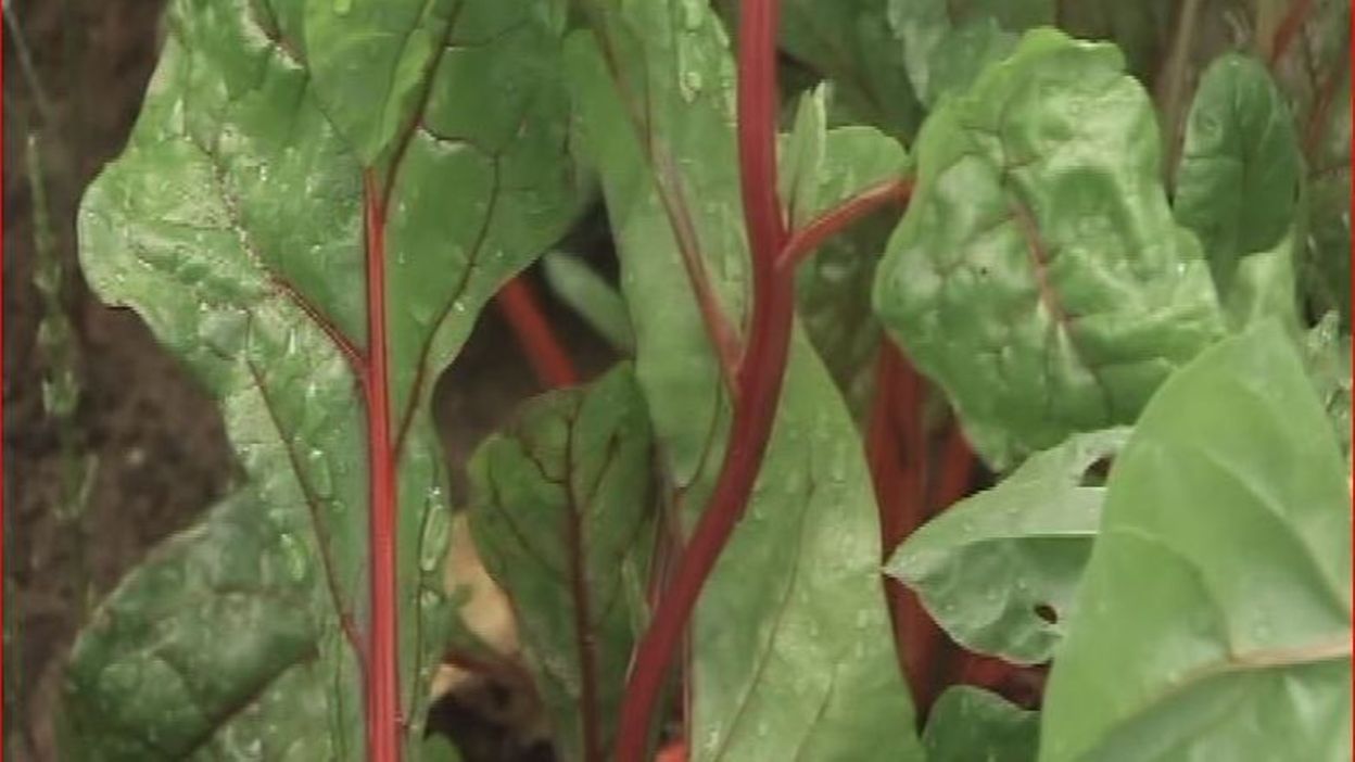 Les Jardins De Pomone Beta Vulgaris Subsp Cicla Bette Ou Blette