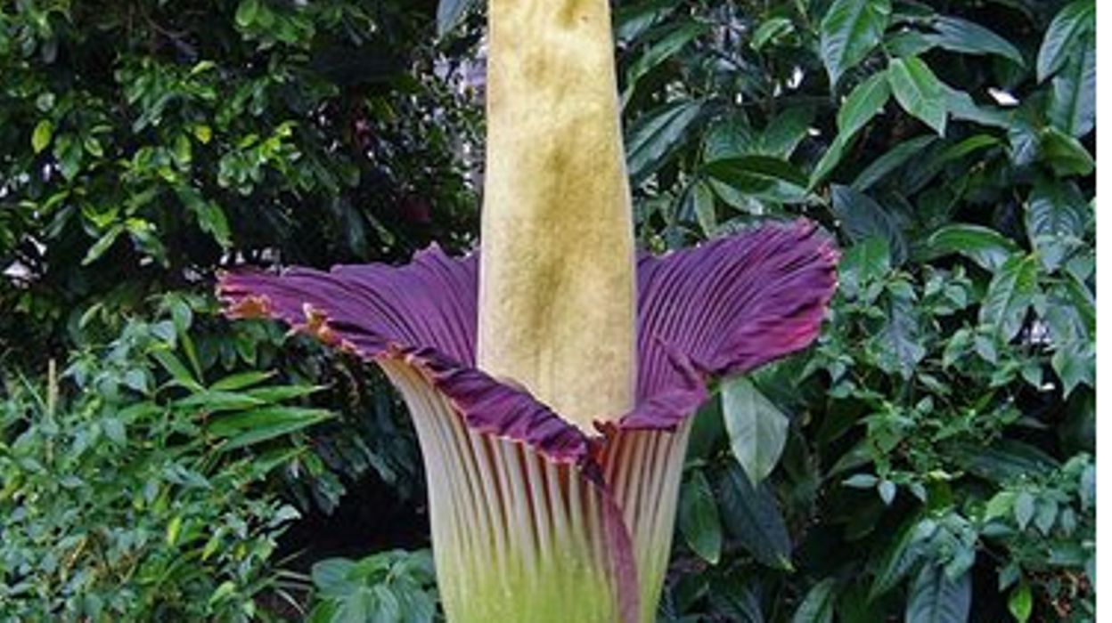 L Arum Titan Est En Fleur Au Jardin Botanique Meise RTBF Actus