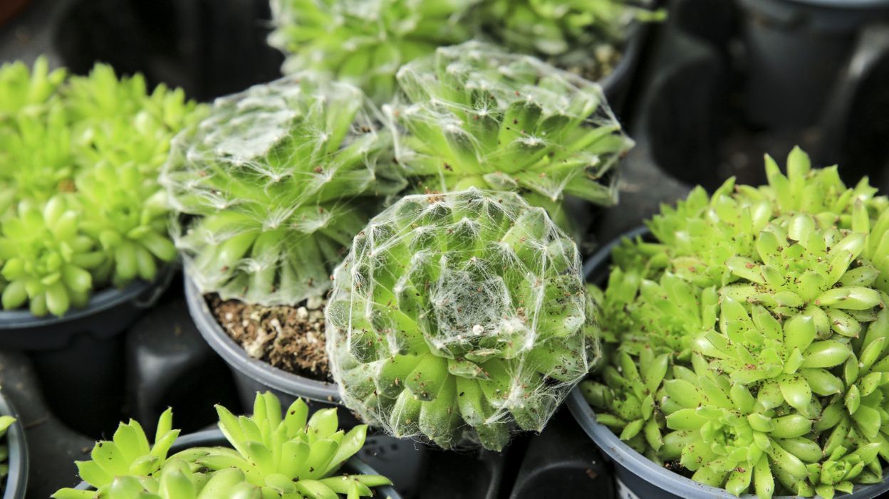 Les joubarbes des succulentes hyper faciles à cultiver et très