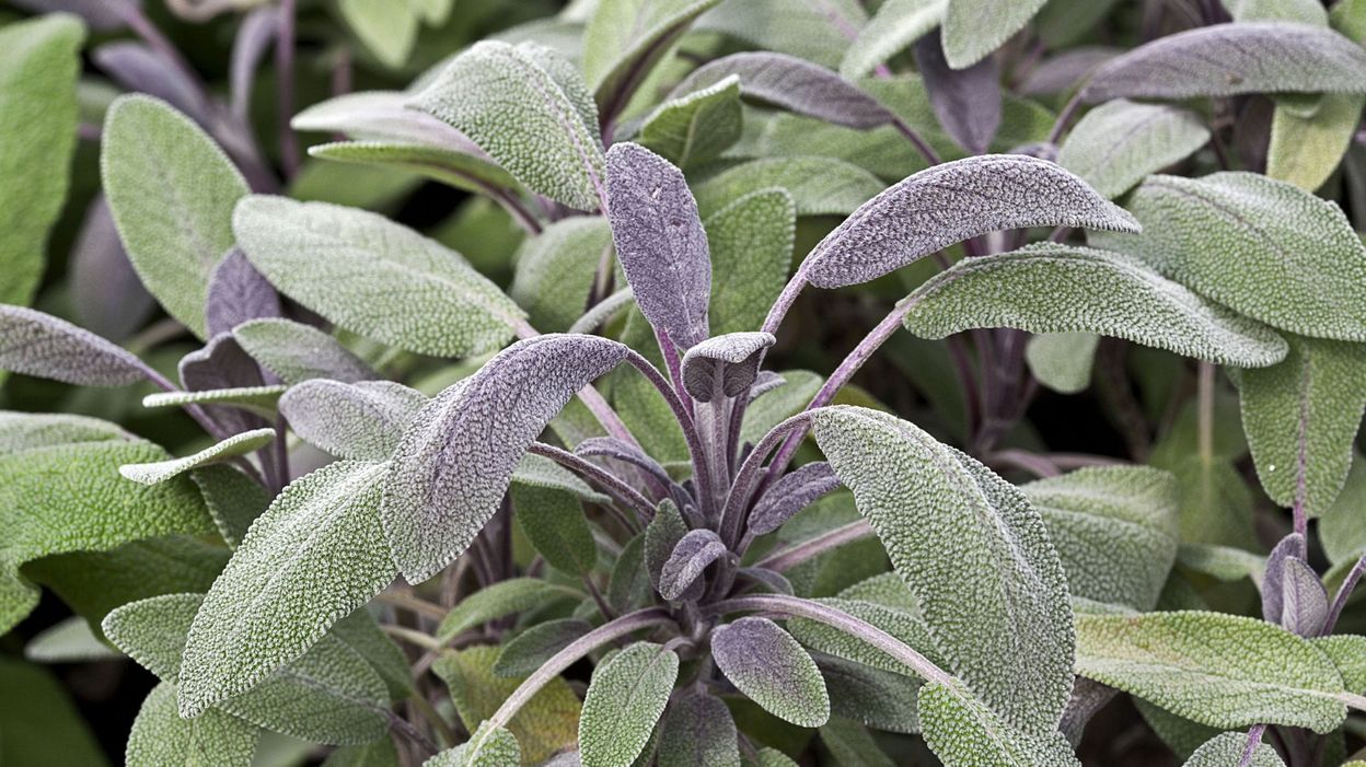 Comment cultiver à long terme les herbes aromatiques en pleine terre