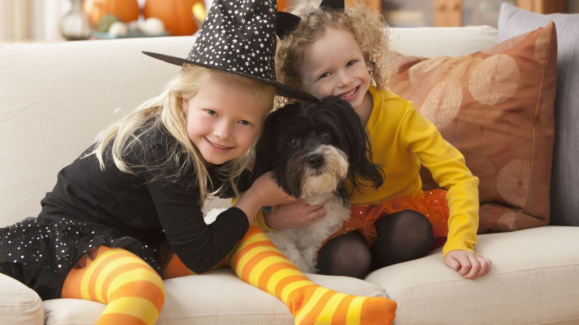 Halloween Un Refuge Organise Une Balade Pour Les Chats Chiens Et