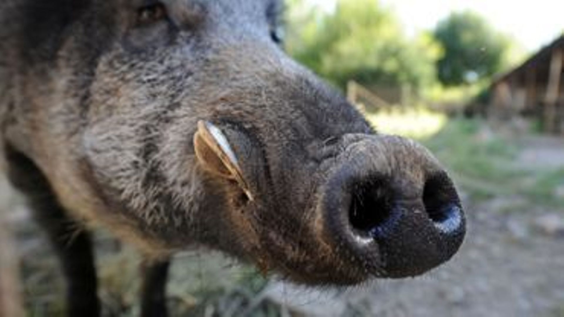 Les 3 nouveaux cas de peste porcine africaine en Belgique ont été