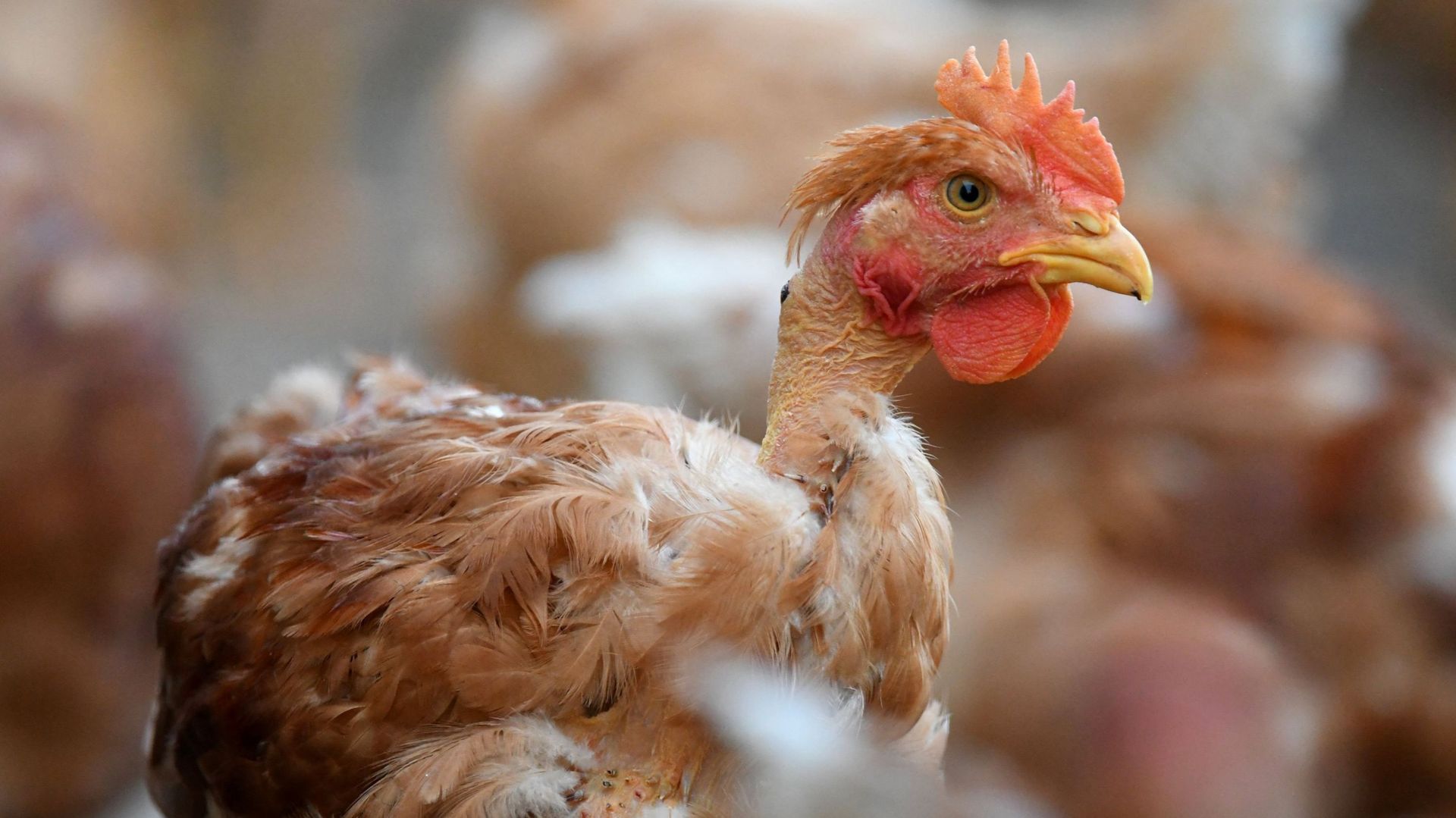 Grippe Aviaire Lev E De La Plupart Des Mesures De Confinement Chez Les