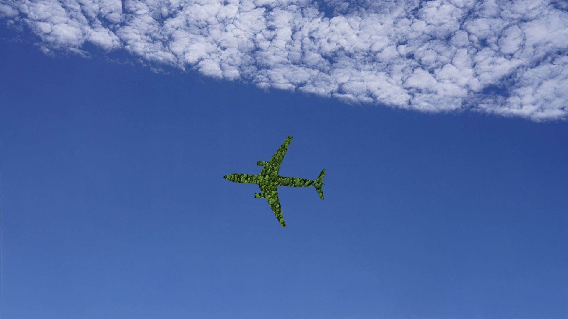 Planter Des Arbres Pour Capter Le Co Que Votre Avion Met Dans L