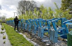 Angleterre : pourquoi ne pas faire pousser des chaises sur les arbres?
