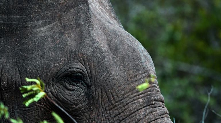 Sri Lanka: première procédure judiciaire pour trafic d'éléphants