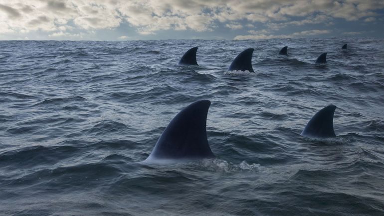 Australie: un homme tué par un requin