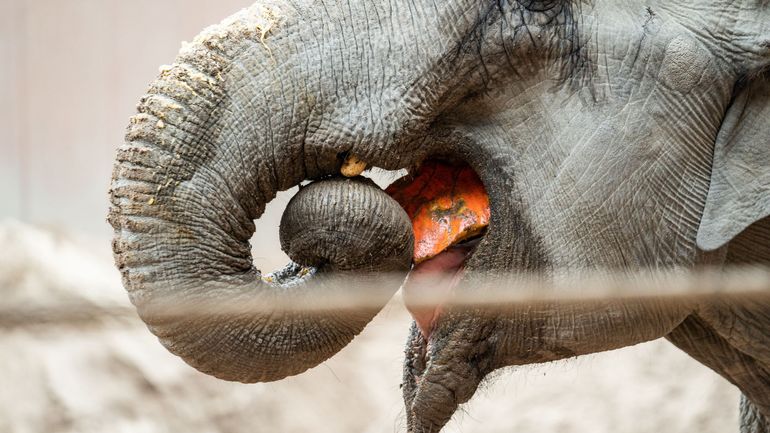 La Namibie, frappée de sécheresse, met en vente 170 éléphants