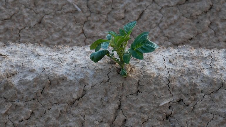 Les prochaines averses ne mettront pas fin à la sécheresse, 