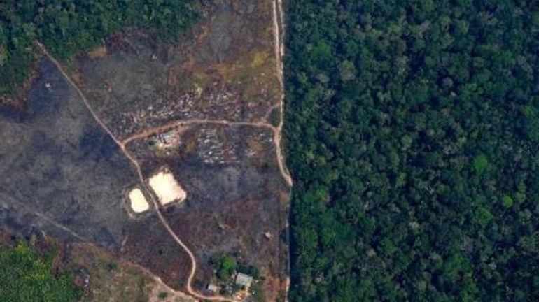 Déforestation croissante au Brésil : Greenpeace continue d'alarmer sur la situation