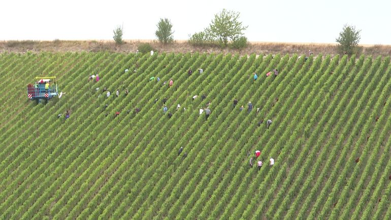 Les vendanges ont lieu en août : jamais au 20e siècle, déjà sept fois au 21e siècle !