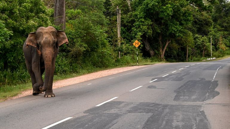 Sri Lanka: réouverture au tourisme le 1er août, avec des restrictions et plusieurs tests exigés