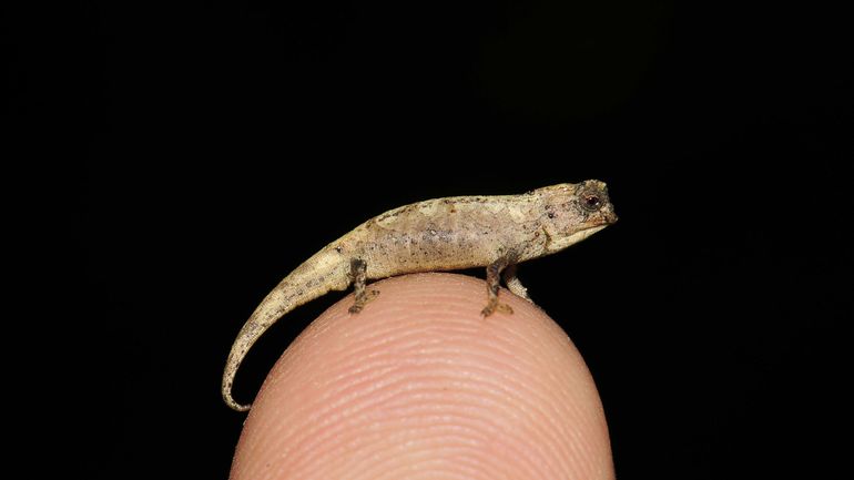 Sur le bout du doigt : le plus petit reptile au monde a été découvert à Madagascar