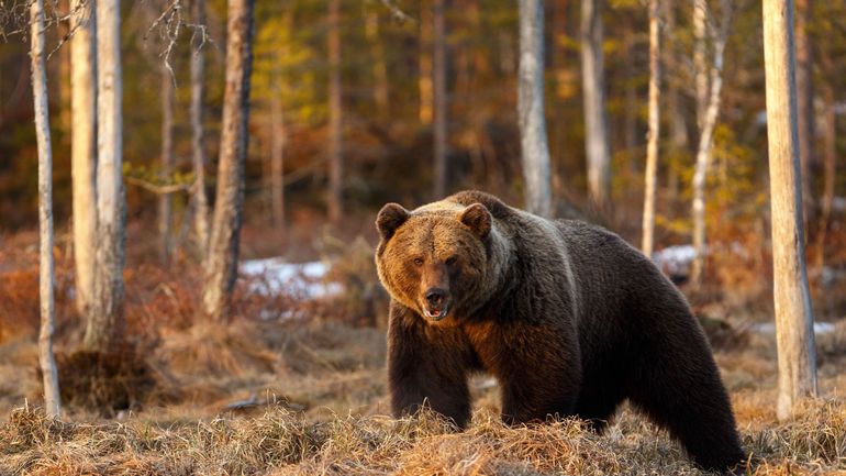 Deux ours bruns abattus après s'être échappés de leur enclos dans un zoo en Angleterre