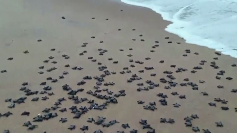 Baby-boom de tortues en Inde