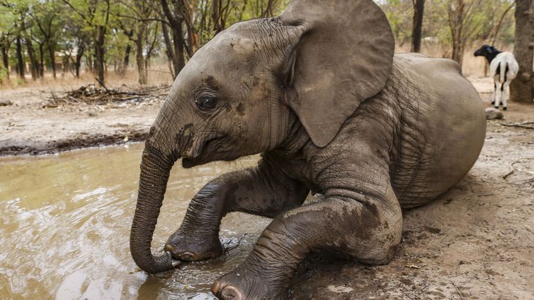 Le troupeau d'un éléphanteau retrouvé trois ans plus tard grâce à son ADN
