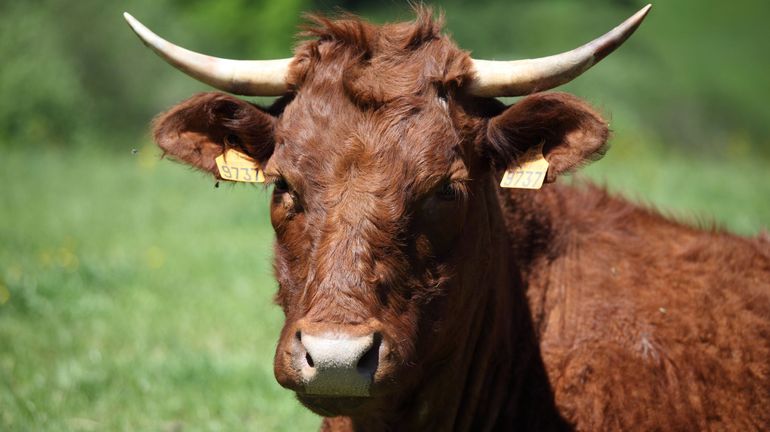 Les vaches Salers volées à Florenville peuvent-elles atterrir dans notre assiette ?
