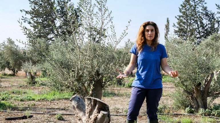 Chypre : le changement climatique menace la culture millénaire des oliviers