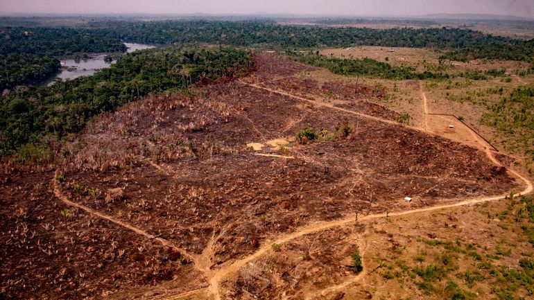 Déforestation, urbanisation : comment l'humain offre de nouvelles opportunités aux virus