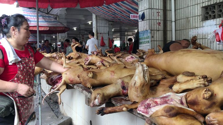 Le traditionnel festival de viande de chien en Chine s'est ouvert : 