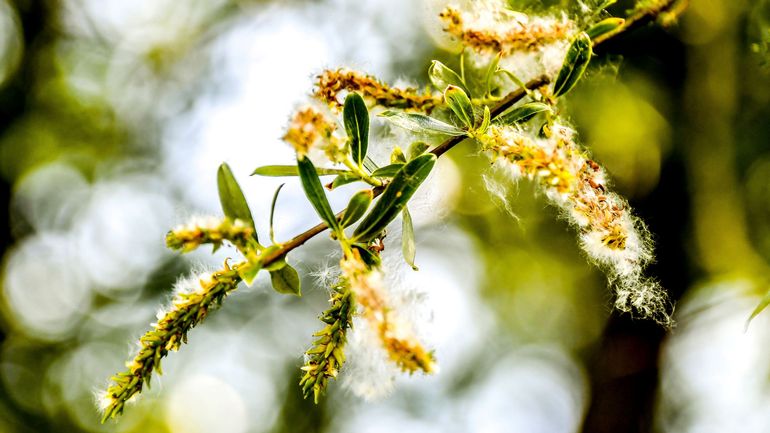 Allergies au pollen et Covid-19 : c'est grave docteur ?