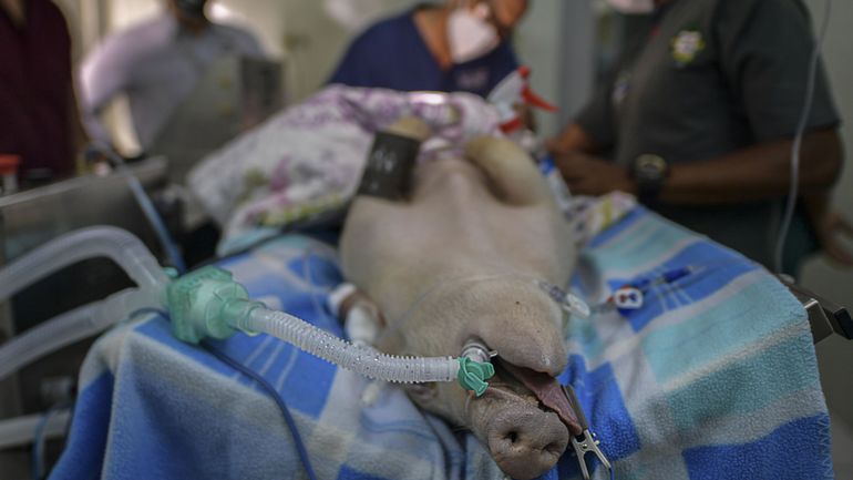 Coronavirus au Panama : un cochon sert de cobaye pour un nouveau respirateur