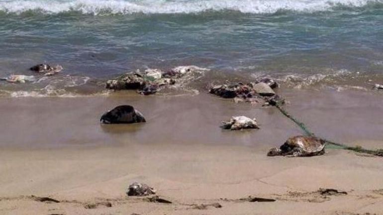 Mexique: 292 tortues meurent victimes d'une 