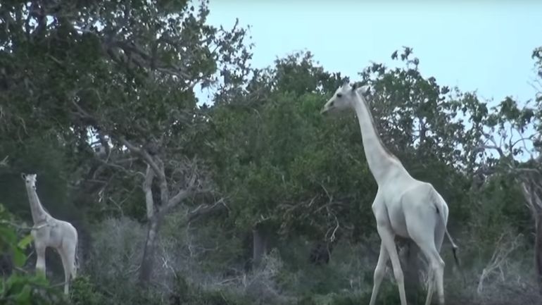 Kenya : l'unique girafe blanche femelle et son petit ont été tués par des braconniers