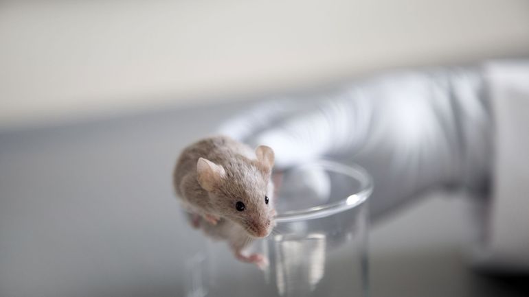 Des scientifiques créent un embryon de souris contenant 4% de cellules humaines, ouvrant une voie à la fabrication d'organes humains