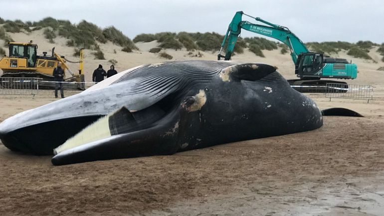 Un rorqual commun s'est échoué sur la plage du Coq