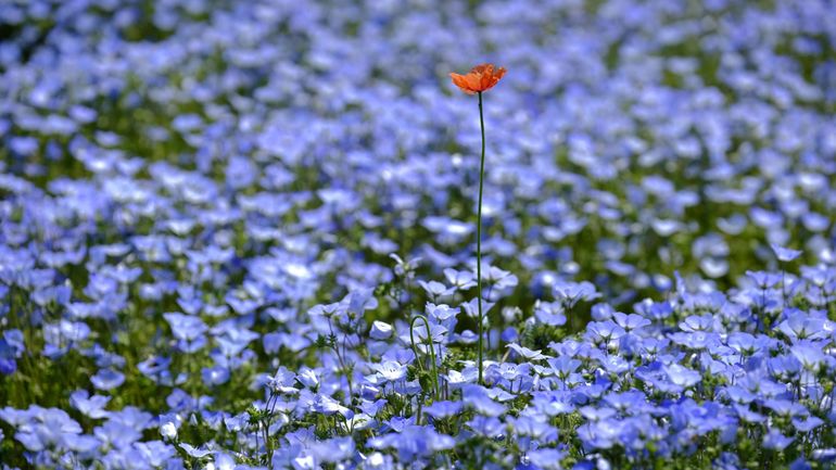 Biodiversité : 40% des espèces végétales seraient menacées de disparition