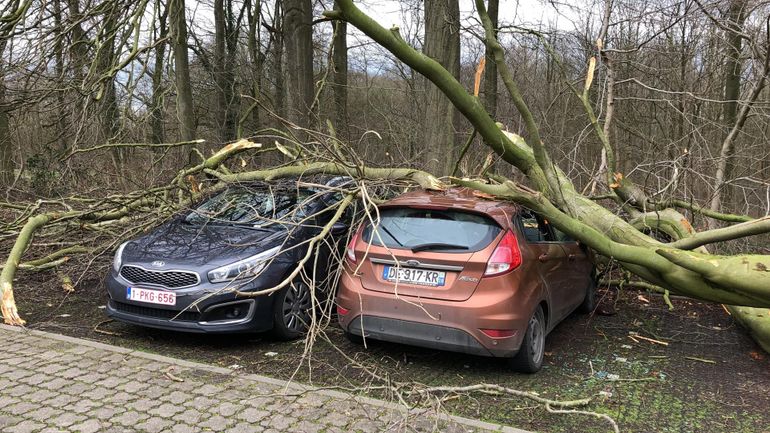 Toitures endommagées, arbres abattus... suivez la tempête Dennis en Belgique