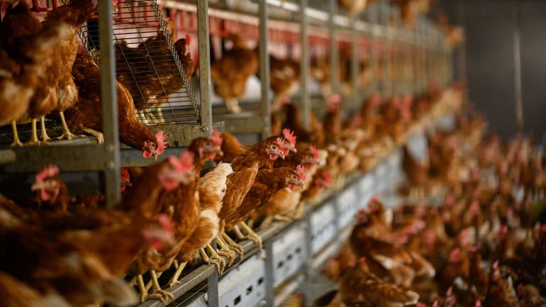 France : manifestation contre un projet d'élevage intensif de poulets porté par une société belge