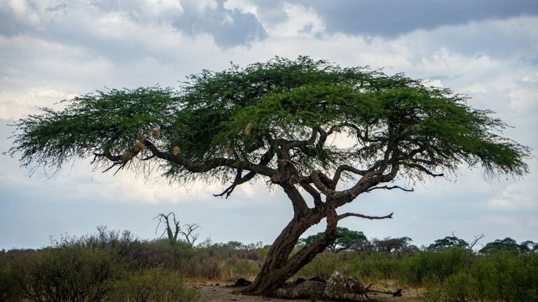 Au Zimbabwe, la sécheresse accroît les conflits entre l'humain et la faune