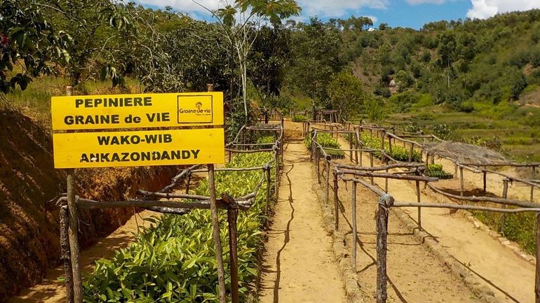 35 millions d'arbres plantés en Afrique grâce à l'ONG belge Graine de vie