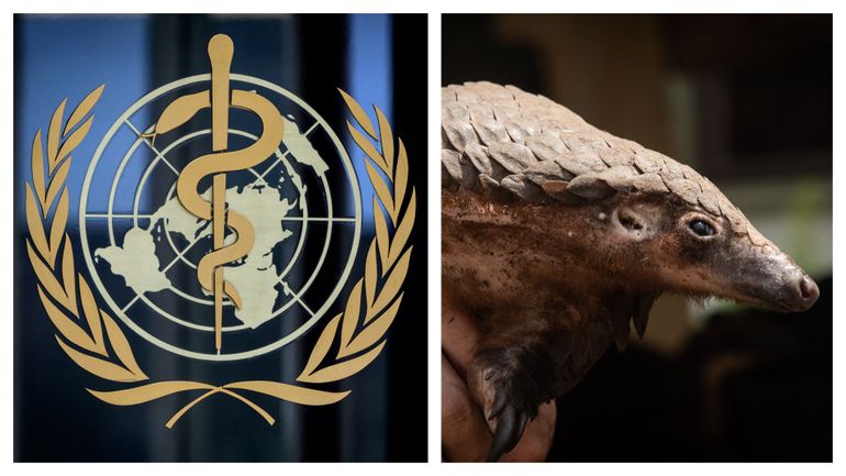 Coronavirus : l'OMS demande la suspension de la vente de mammifères sauvages vivants sur les marchés