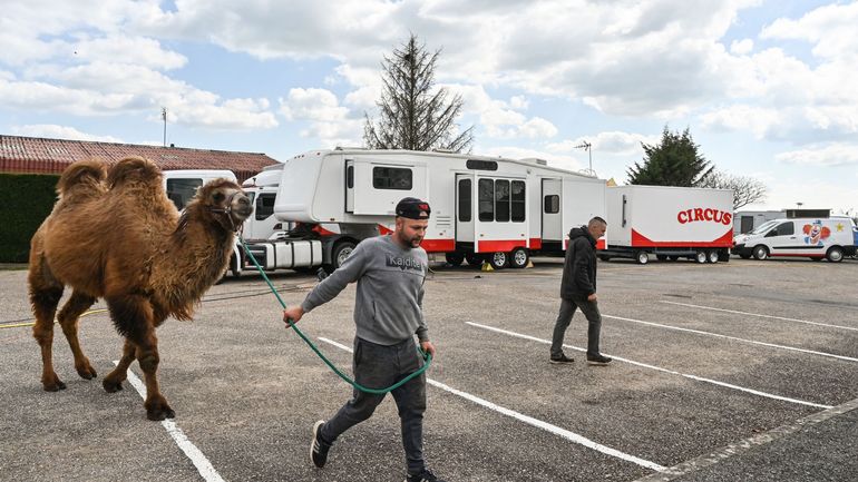 France : les animaux sauvages bientôt interdits dans les cirques itinérants