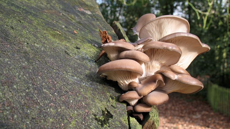 PermaFungi : la jeune pousse bruxelloise spécialisée dans les champignons cherche un nouveau souffle