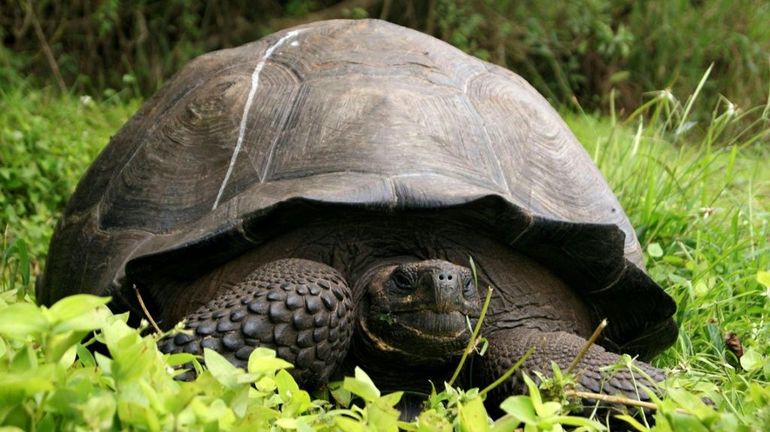 Galapagos: des biologistes suivent l'ancienne route des pirates à la recherche de tortues géantes