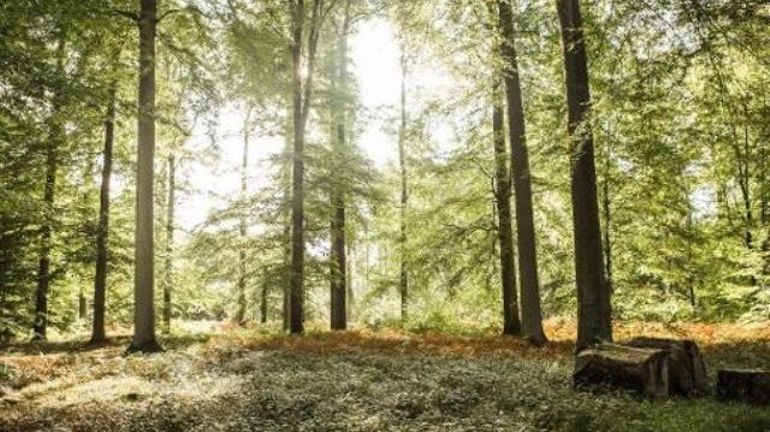 Confinement : l'Université d'Anvers s'intéresse à l'influence de la nature sur la santé