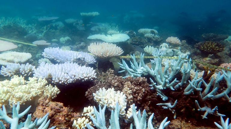 La moitié des coraux de la Grande Barrière ont péri durant ces 25 ans