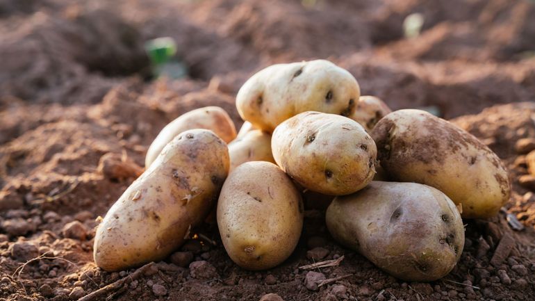 Pommes de terre bio excédentaires : comment soutenir les producteurs locaux ?