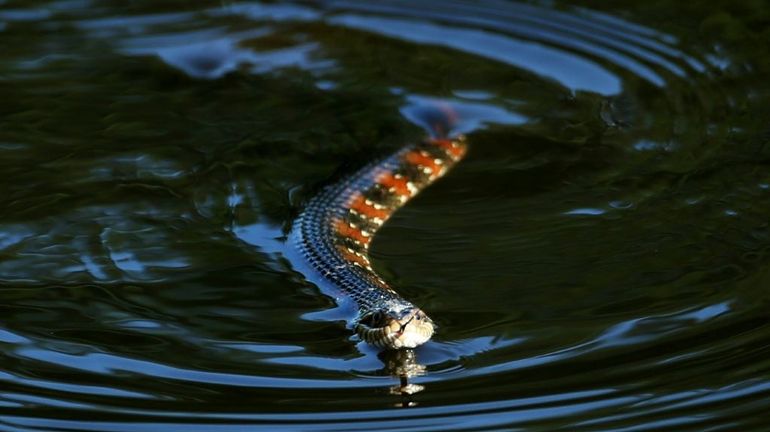 En Floride, une ville ferme un coin de son parc pour laisser les serpents s'accoupler
