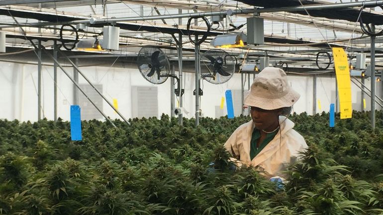 Le cannabis, l'or vert du Lesotho
