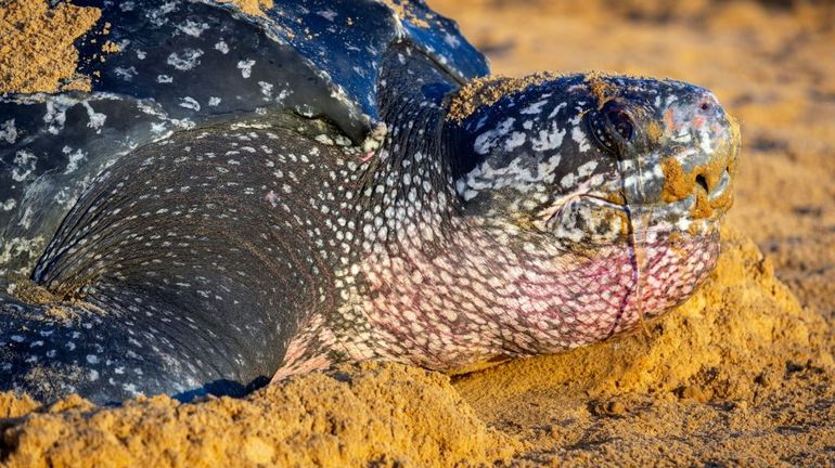 Equateur: découverte de 90 oeufs de tortue luth, en voie d'extinction