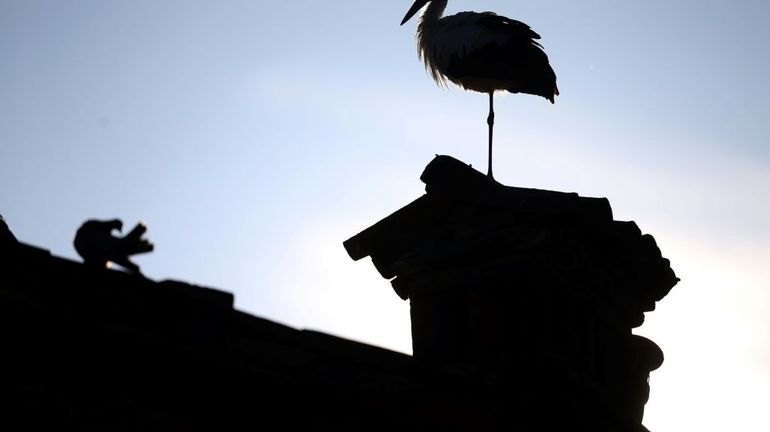 Un village tchèque à la rescousse de cigogneaux et de leur père