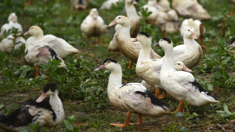 Grippe aviaire en France : plus de 200.000 canards abattus